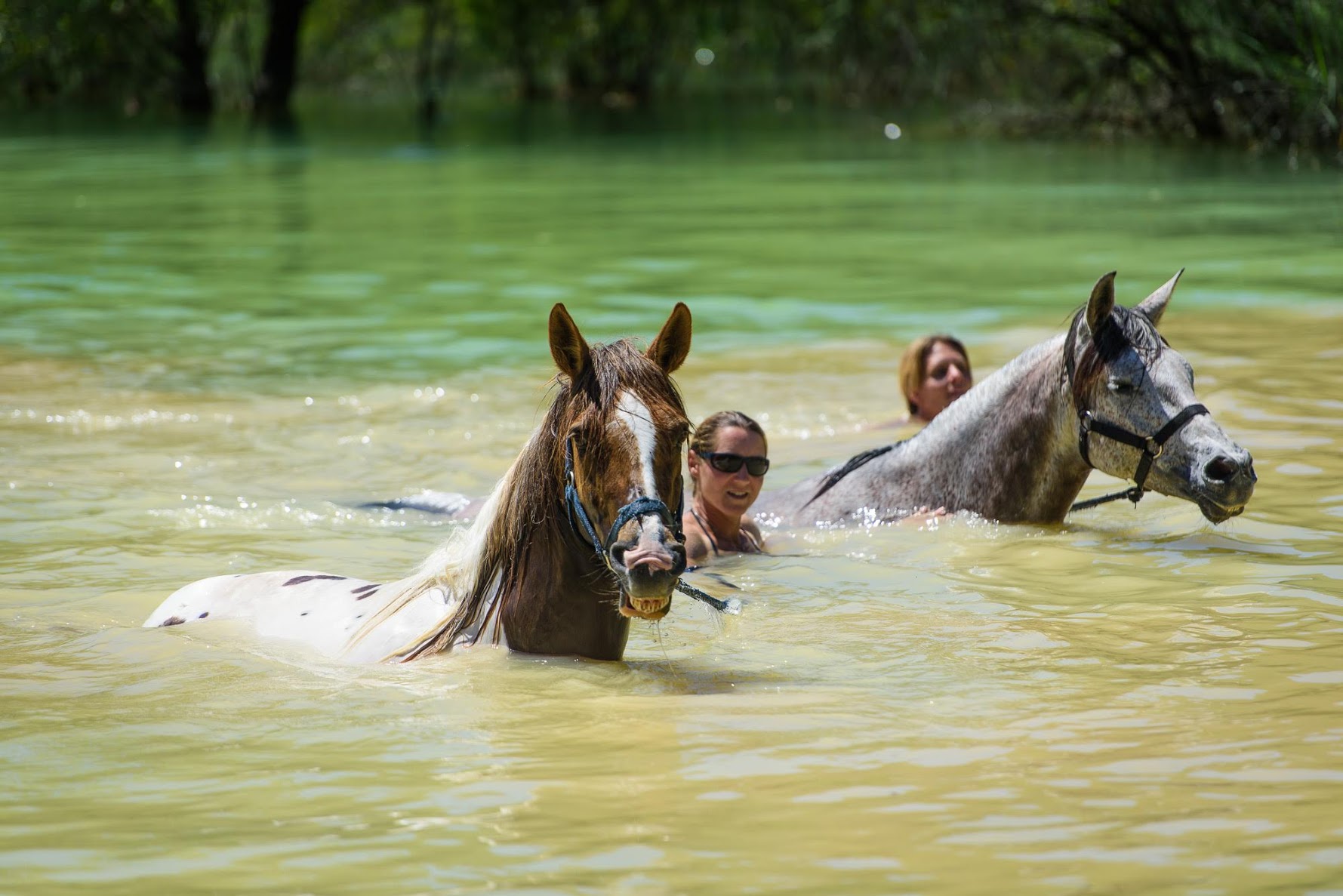 Baignade avec les chevaux
