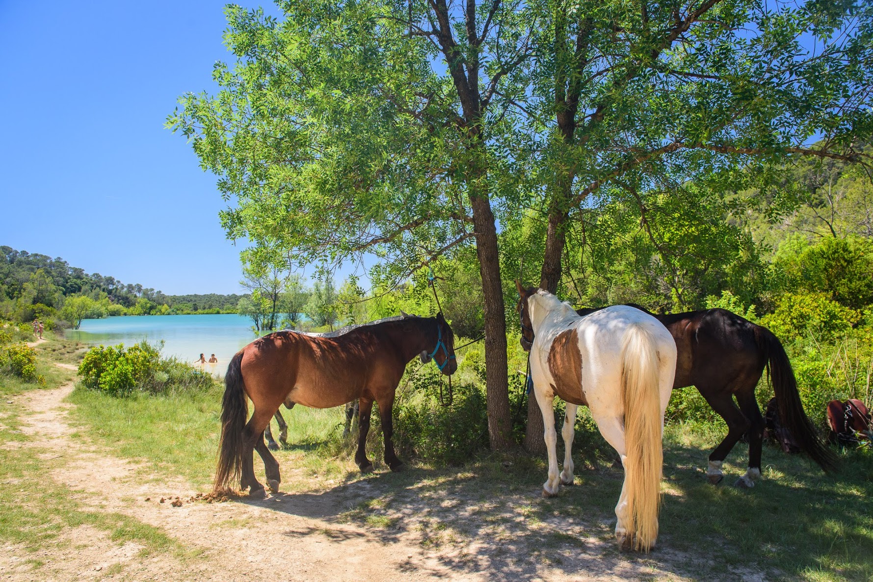 Chevaux au bord d'un lac